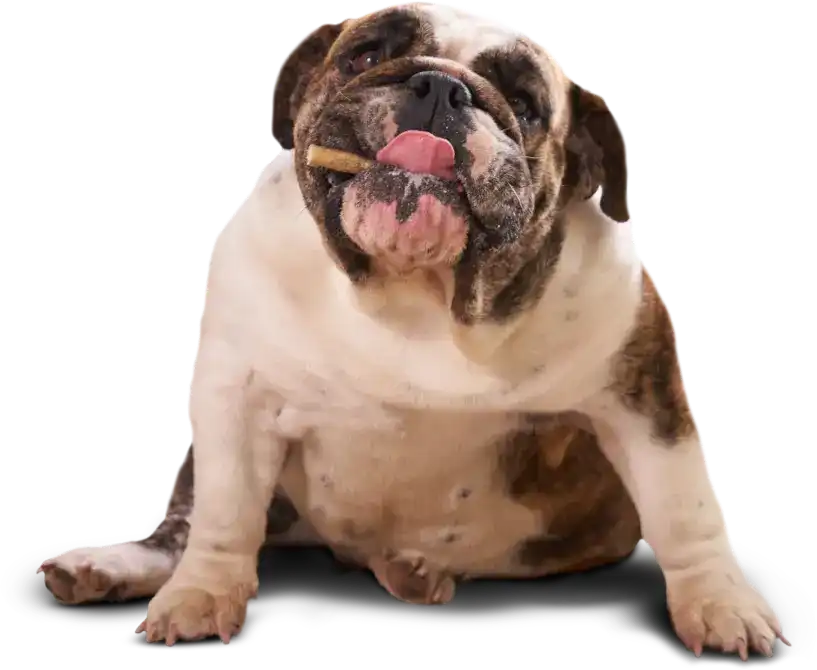 Perro Contacto