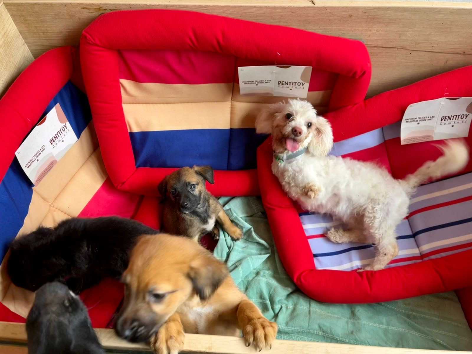 4. Kits De Adopción