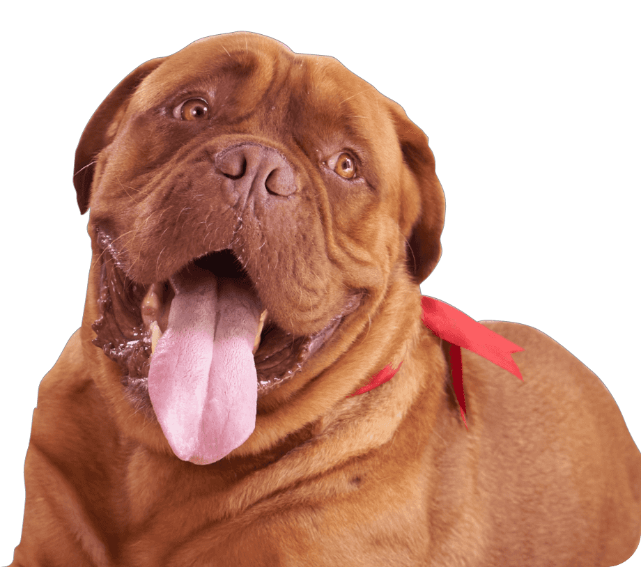 Perro Contacto